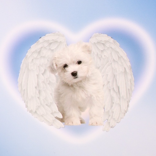 Блокнот на кольцах "Cute Puppy" А5