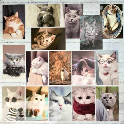 Набор открыток "Cats"
